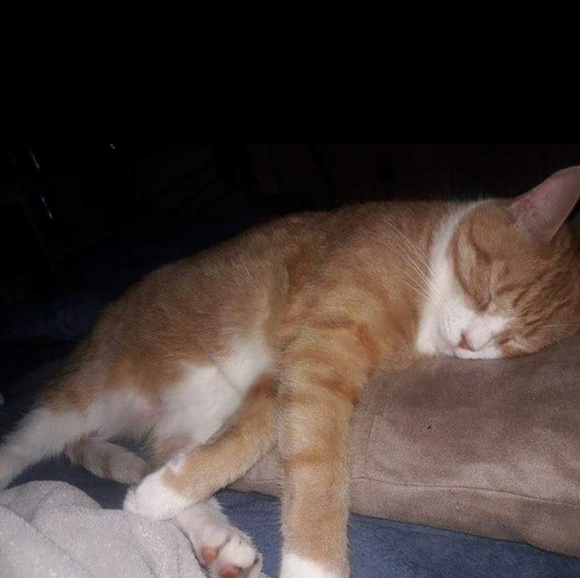 Meet your posher - Picture 5 of 6